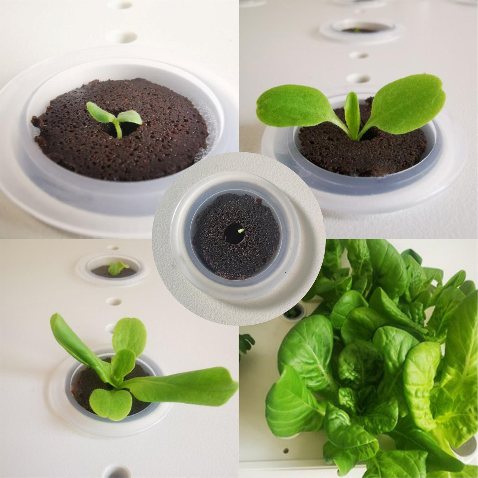 50 Piece Hydroponic Sponges Re – Aerogarden Seed Pod Bewertung und Preis