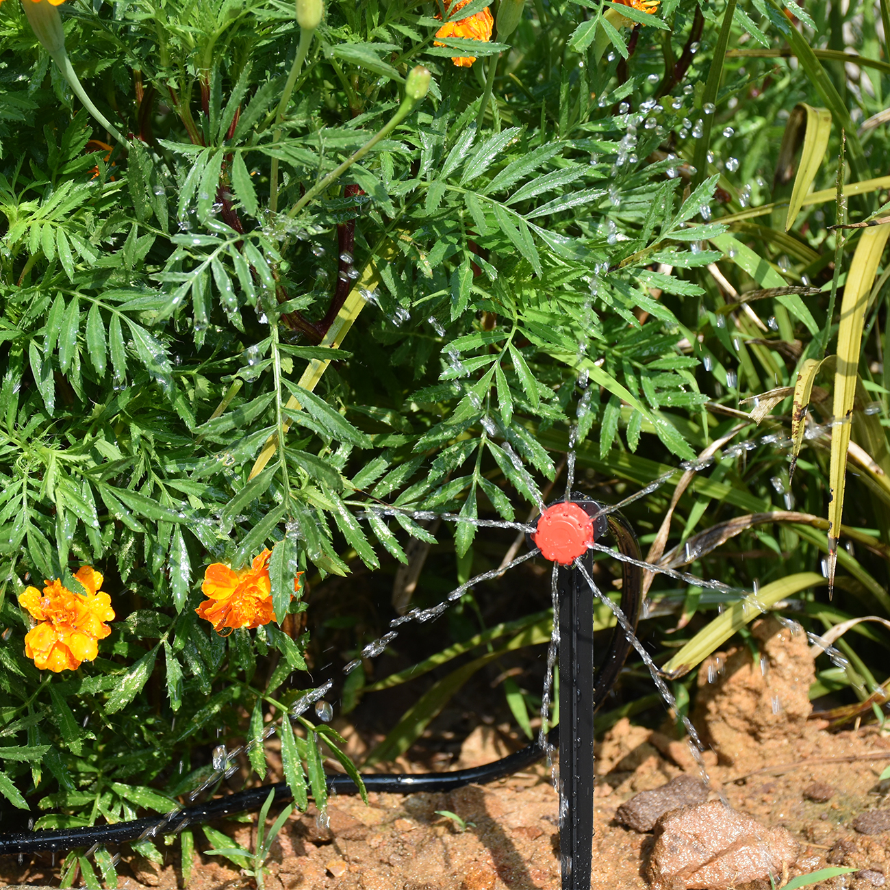 KESLA 5-50M Smart Garden Autom – Smart Garden Domes Bewertung und Preis